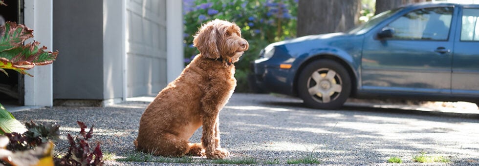 Dog Safety