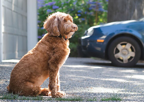 dog sitting in driveway