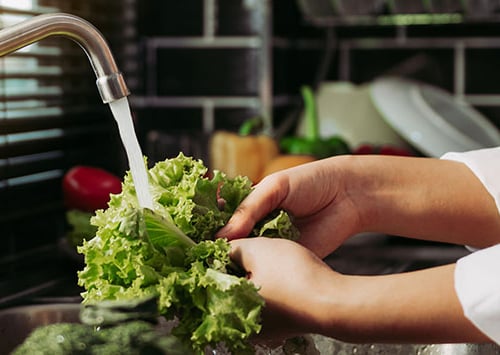 washing lettuce: Food Safety Issues