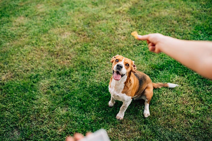 Throwing Dog a Treat